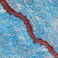 Warlukurlangu Jukurrpa (Fire country Dreaming)