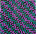 Pamapardu Jukurrpa (Flying Ant Dreaming)  - Warntungurru