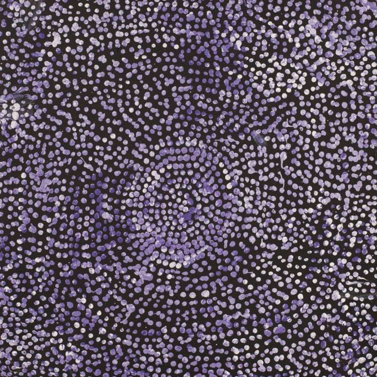 Ngapa Jukurrpa (Water Dreaming)  -  Puyurru