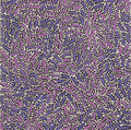 Warlukurlangu Jukurrpa (Fire country Dreaming)