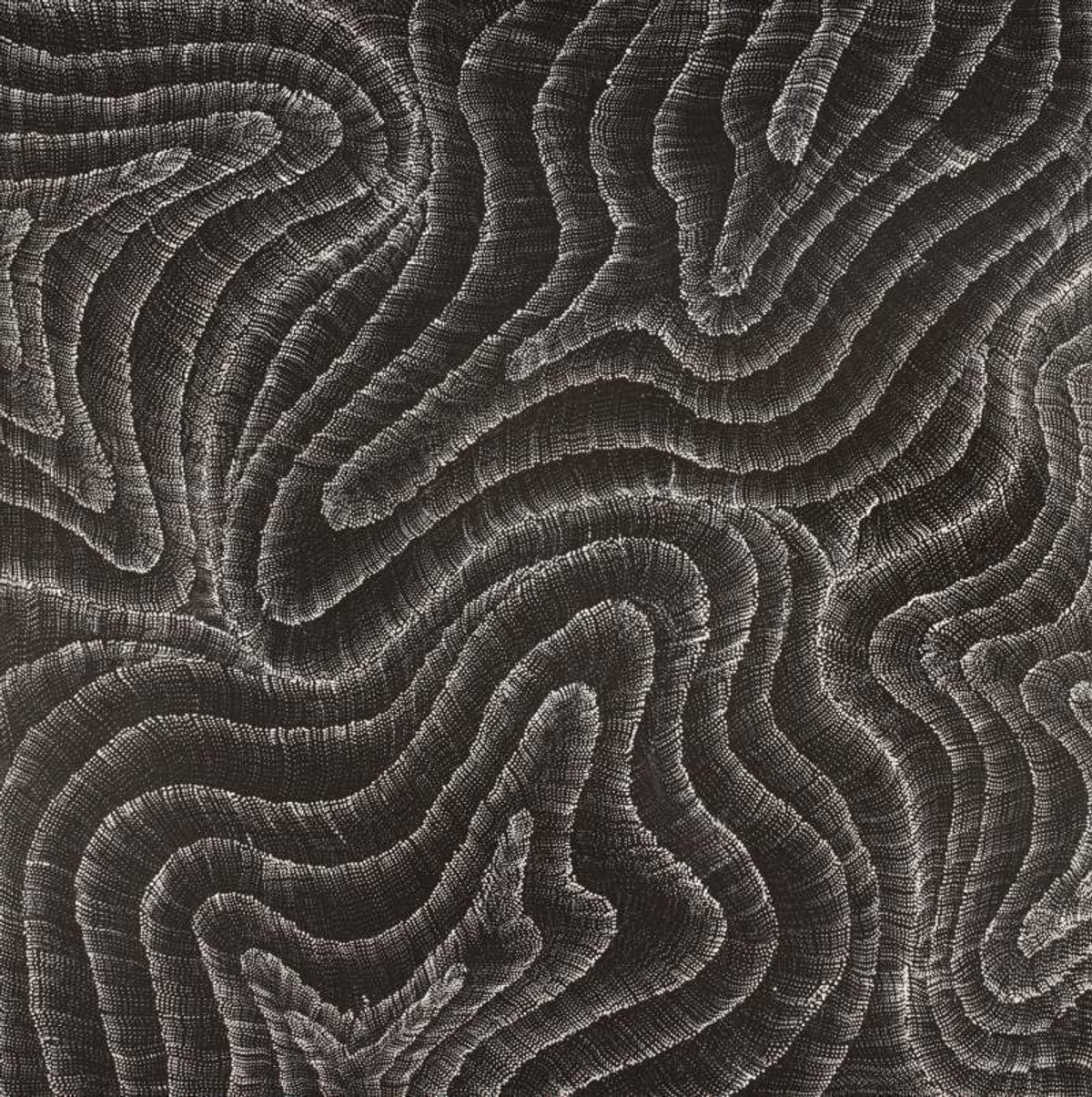 Wanakiji Jukurrpa (Bush Tomato Dreaming)