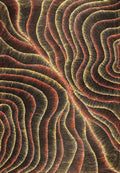 Wanakiji Jukurrpa (Bush Tomato Dreaming)
