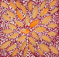 Wardapi Jukurrpa (Goanna Dreaming) - Yarripilangu