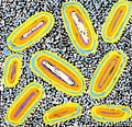 Ngapa Jukurrpa (Water Dreaming)  - Mikanji