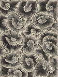 Pamapardu Jukurrpa (Flying Ant Dreaming)  - Warntungurru