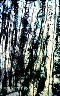 Ngapa Jukurrpa (Water Dreaming)  -  Puyurru