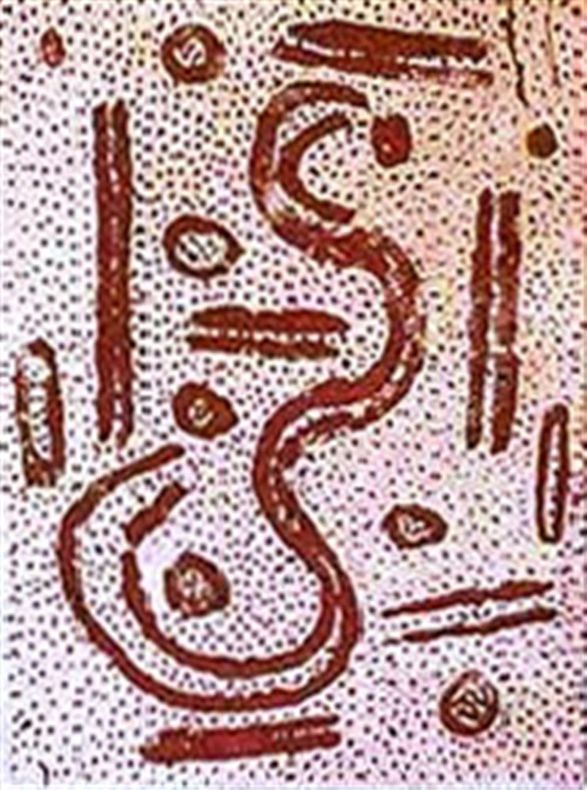 Witi Jukurrpa (Ceremonial Pole Dreaming)