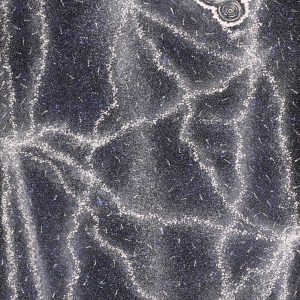 Yanjirlpirri or Napaljarri-Warnu Jukurrpa (Star or Seven Sisters Dreaming) by Valda Napangardi Granites