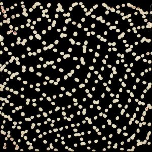 Warlukurlangu Jukurrpa (Fire country Dreaming) by Warlukurlangu Artists