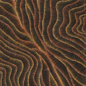 Wanakiji Jukurrpa (Bush Tomato Dreaming) by Debbie Napaljarri Brown