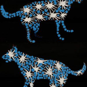 Rudolf by Warlukurlangu Artists