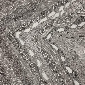 Pikilyi Jukurrpa (Vaughan Springs Dreaming) by Mary Napangardi Butcher