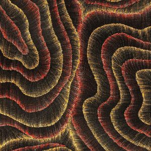Wanakiji Jukurrpa (Bush Tomato Dreaming) by Debbie Napaljarri Brown