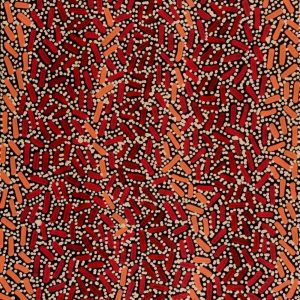 Warlukurlangu Jukurrpa (Fire country Dreaming) by Nathania Nangala Granites